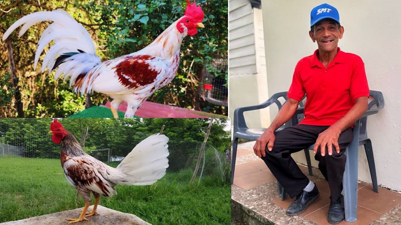 Esto fue lo que realmente pasó con el gallo que se le perdió al señor don Ramón 