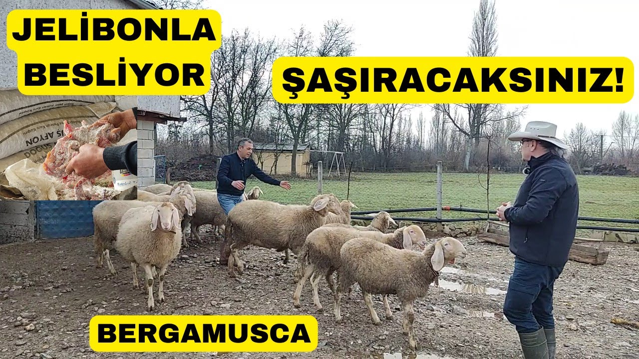 BERGAMUSCA KOYUNU BESLEMEYE ŞAŞIRACAKSINIZ! (Jelibon Bile Var)