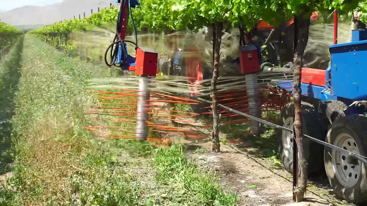 Vineyard Canopy Management Innovation