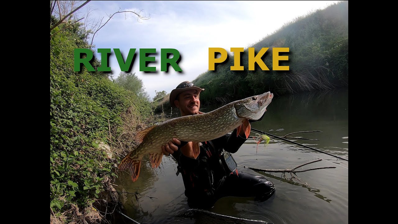 PESCA al LUCCIO in FIUME - River Pike on the fly - Fishing Karma