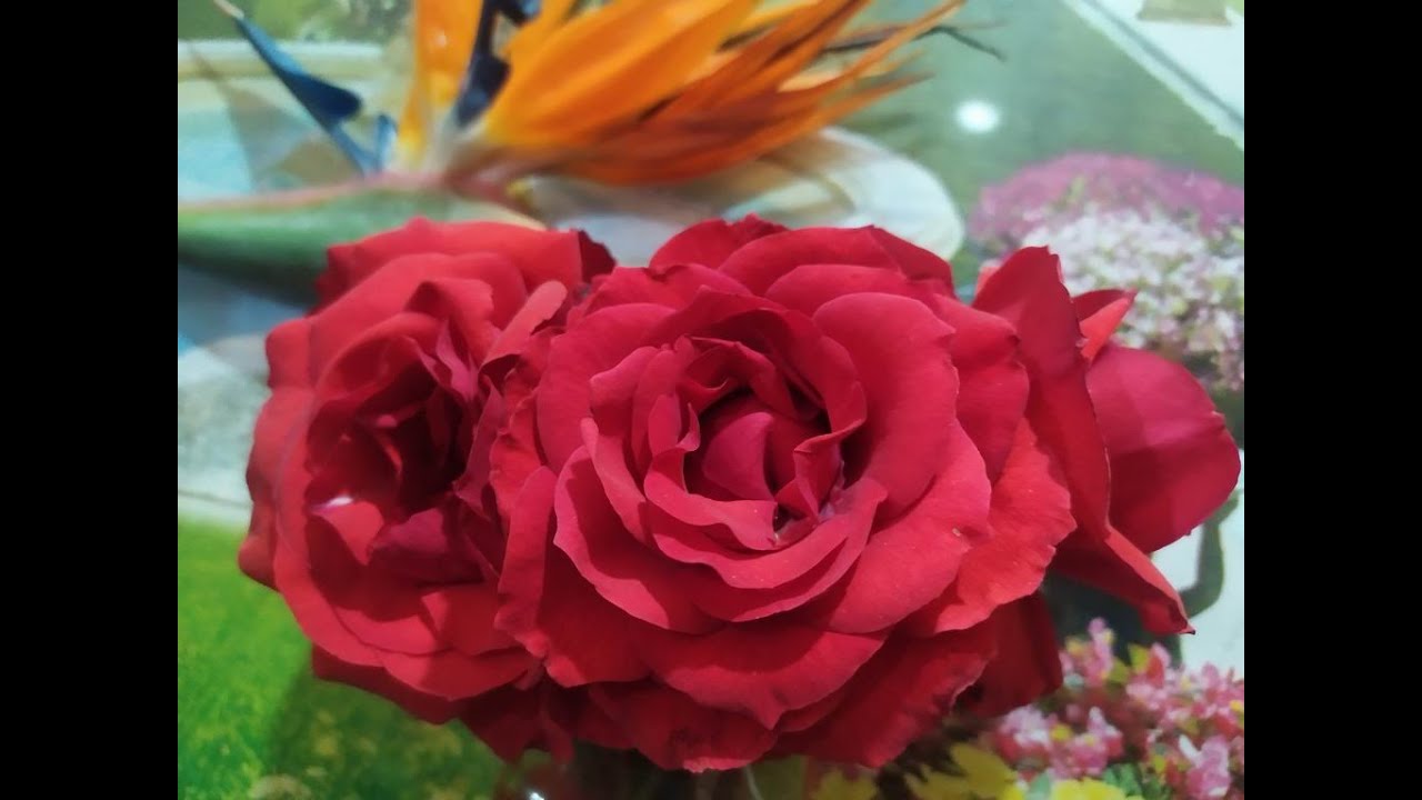 الورد الجورى وسرطانات ورد النسر Eagle rose crabs growing with roses