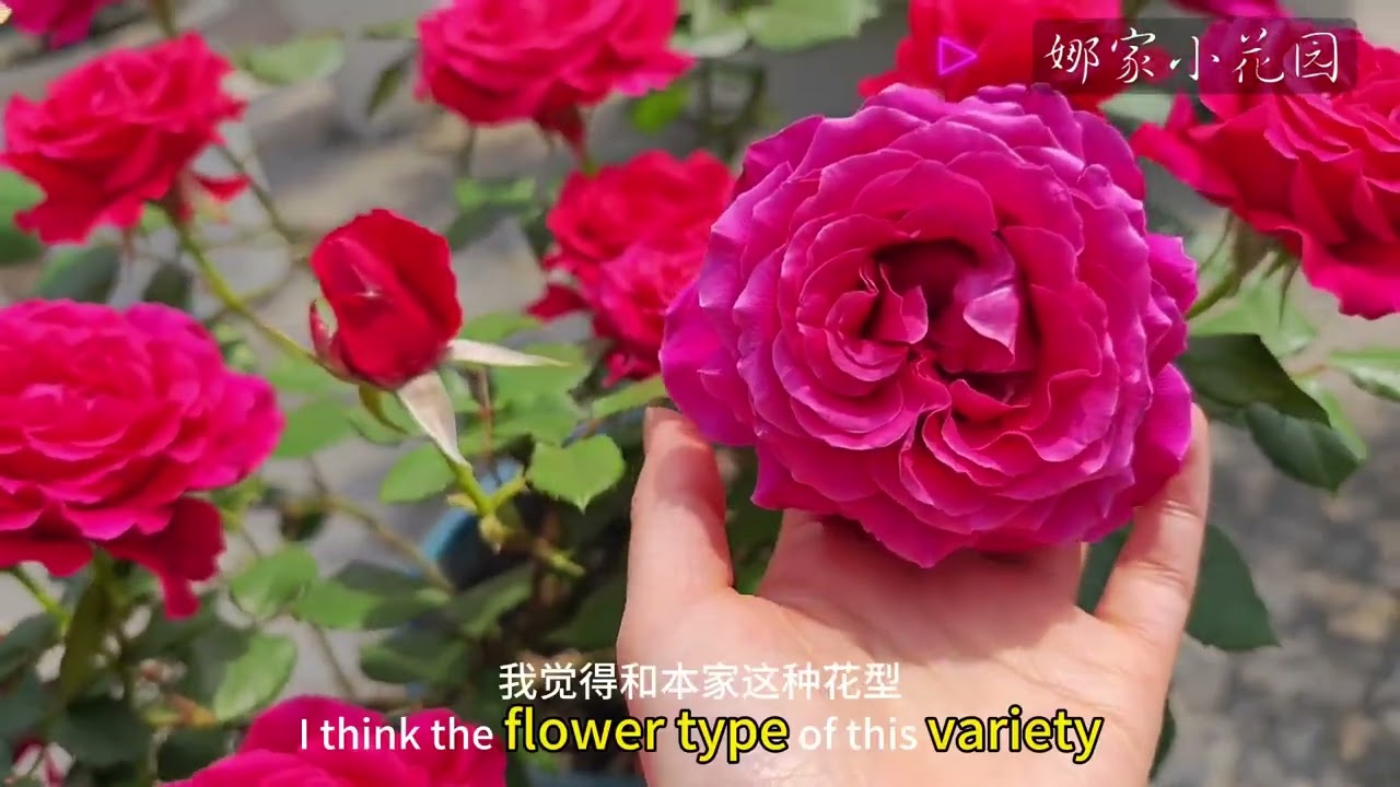 米迦勒大天使月季的春花和夏花表现Performance of Spring and Summer Flowers of Archangel Rose of Michael