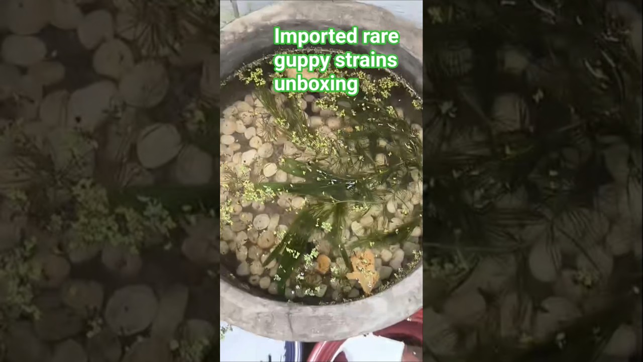 India's Rare imported guppies strain unboxing 🔥Ravanna Mavanda🤫🔥