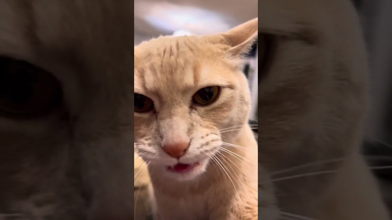 1.5 minutes of meows from Mr. Waffles! #cats #pets