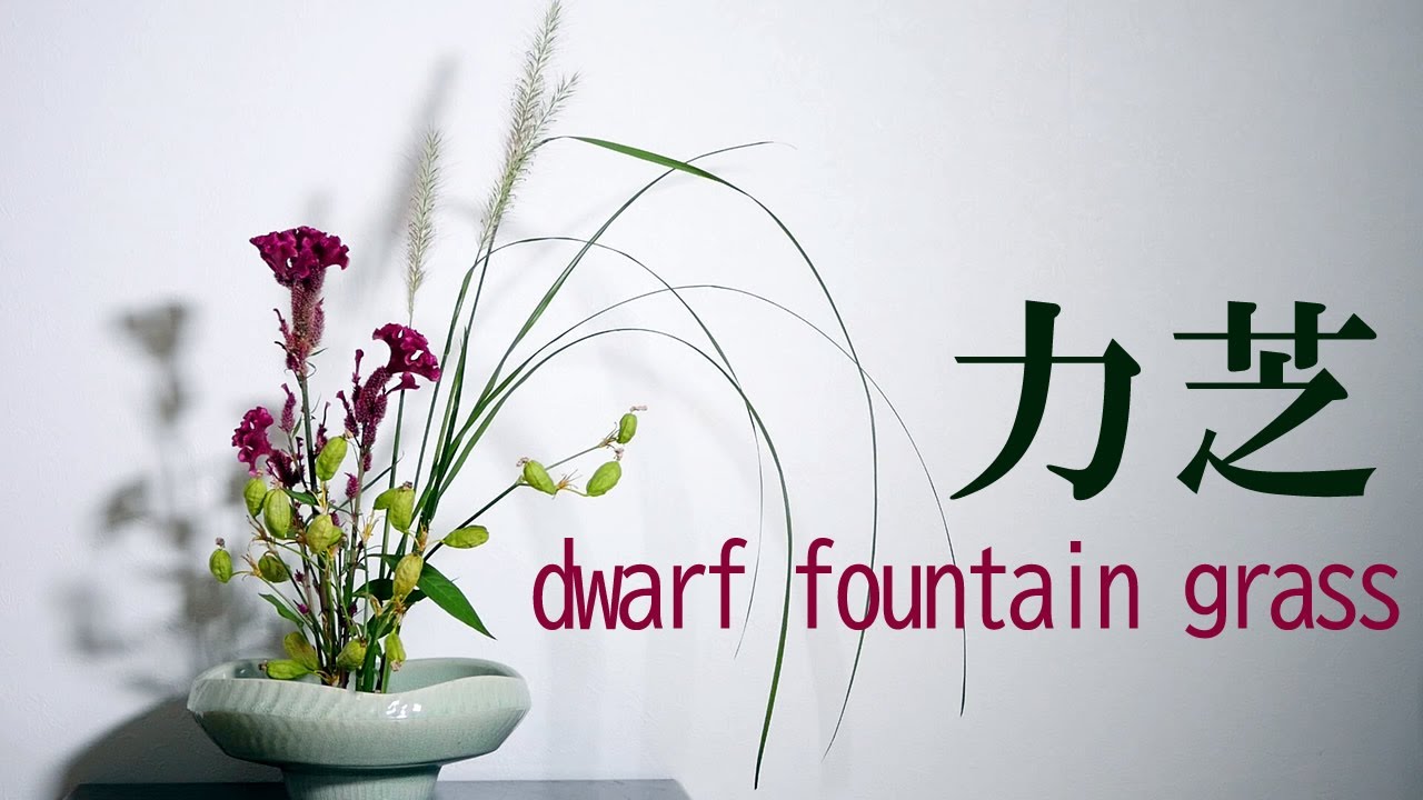 【生け花】道端の雑草と鶏頭【ikebana】力芝/檜扇の実/dwarf fountain grass/Roadside weeds/路邊雜草/plumed cockscomb/雞冠/cannabis