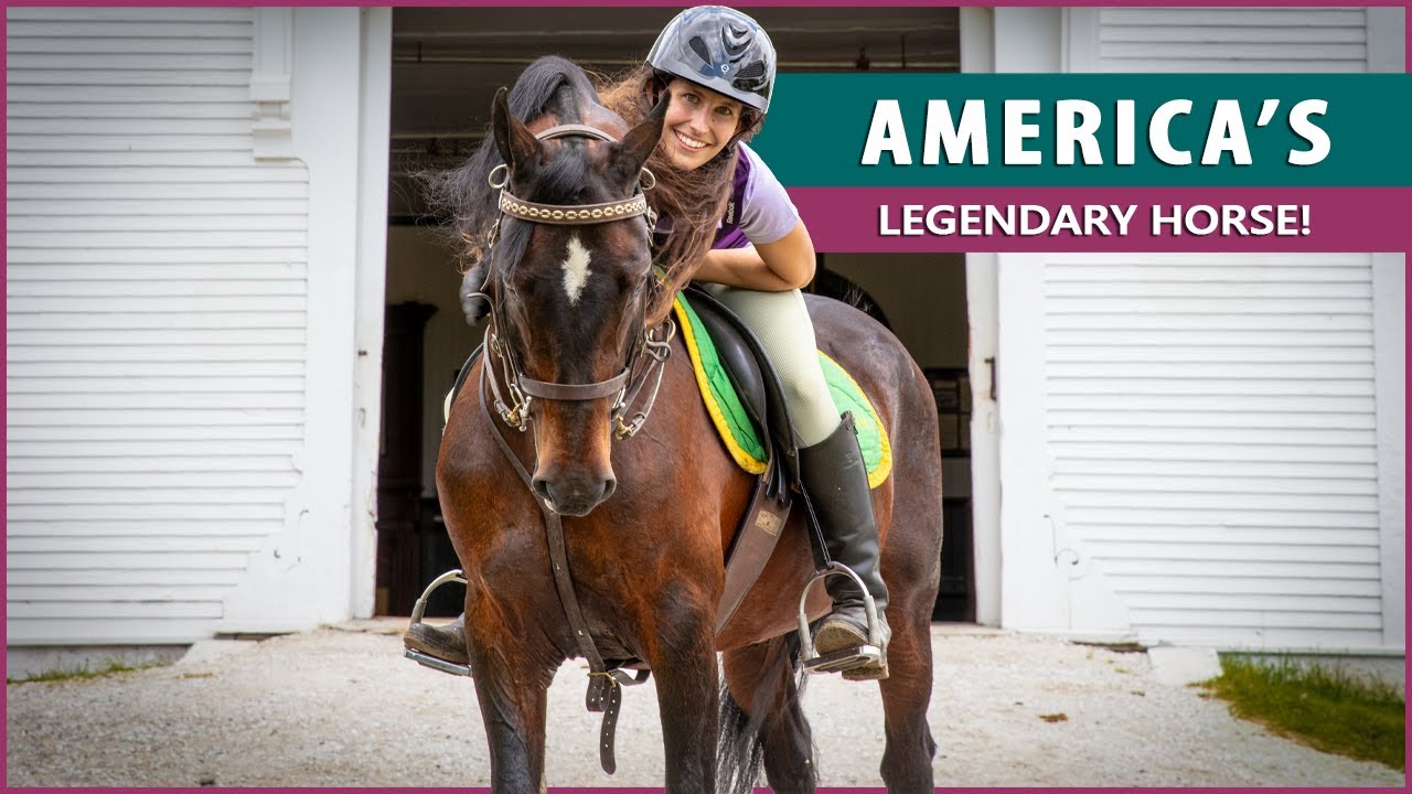 An Inside Look at the UVM Morgan Horse Farm! | DiscoverTheHorse [Episode #24]