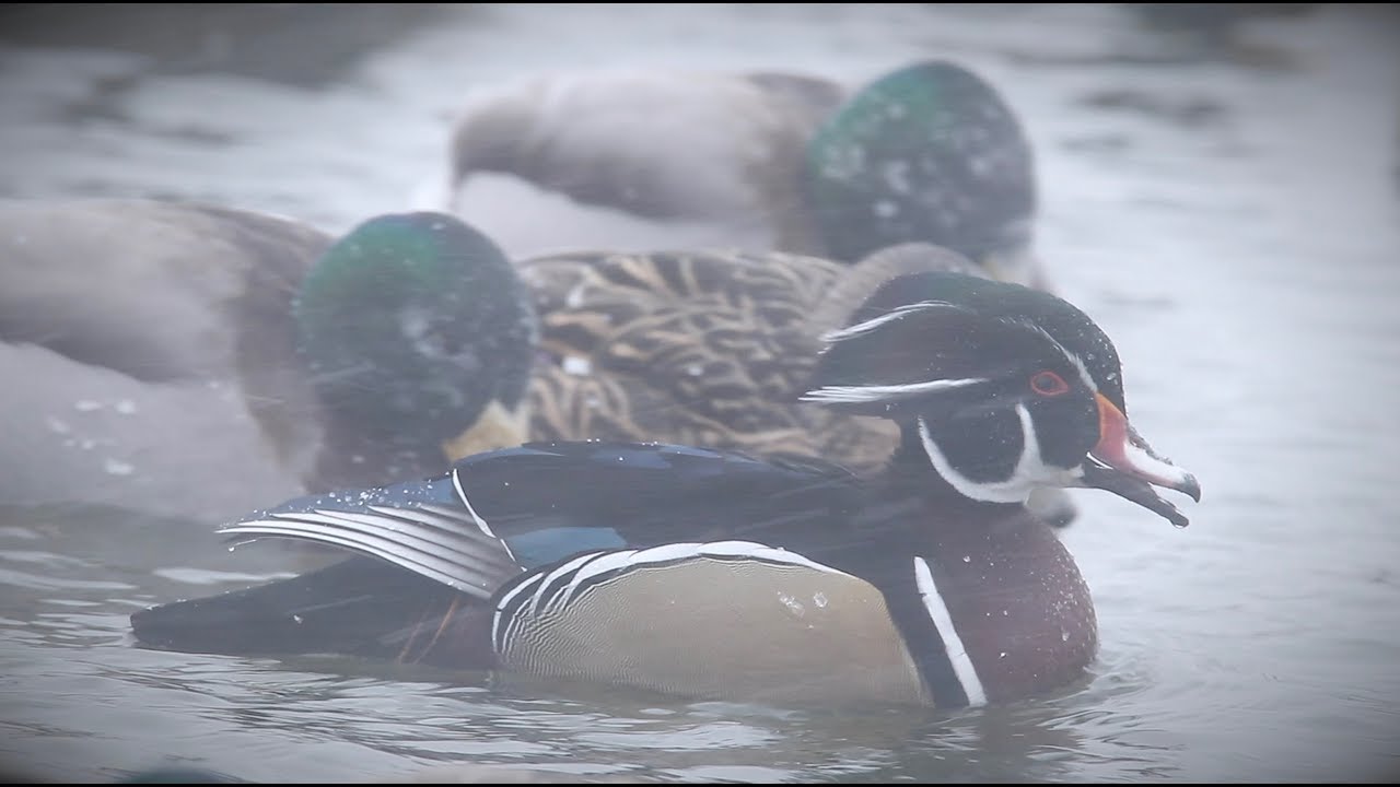 Woodduck Mallard Wood Duck and Canada Geese Waterfowl Photography Capt. Jeff Coats January 4th 2018