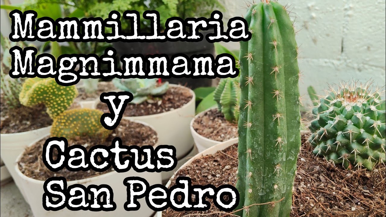Mammillaria Magnimmama 🌵 y Cactus San Pedro 