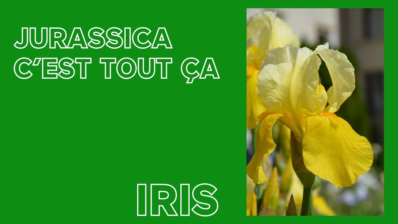 Iris avec Stéphane - JURASSICA c'est tout ça