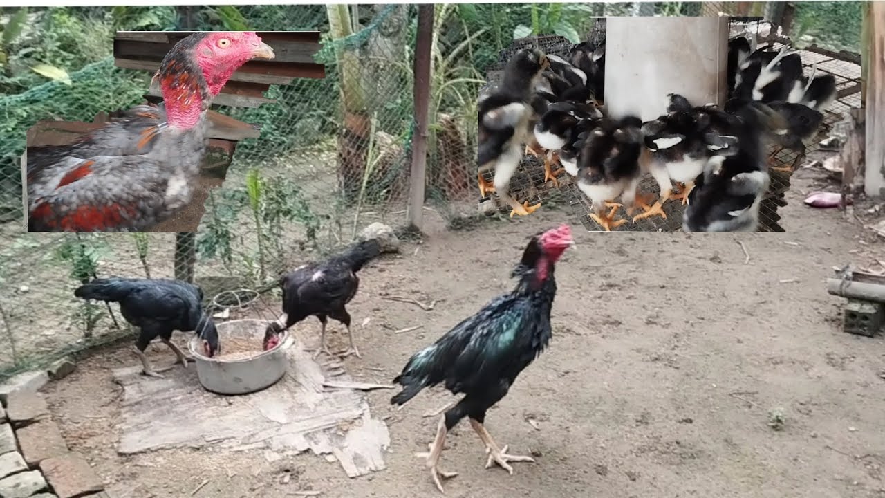 Công việc thường ngày của một người nuôi gà như mình.