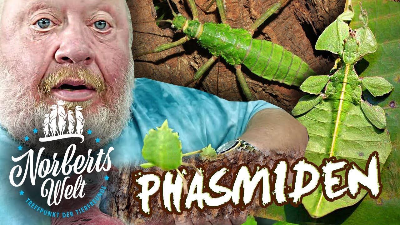 TARNUNG! Die findest du NIE! | Phantastische PHASMIDEN | NORBERTS WELT | Zoo Zajac