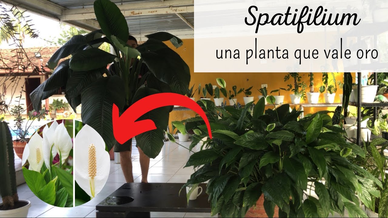 CASI NADIE SABE ESTO DEL ESPATIFILO O CUNA DE MOISES 😱TE ENSEÑO A CUIDARLA.