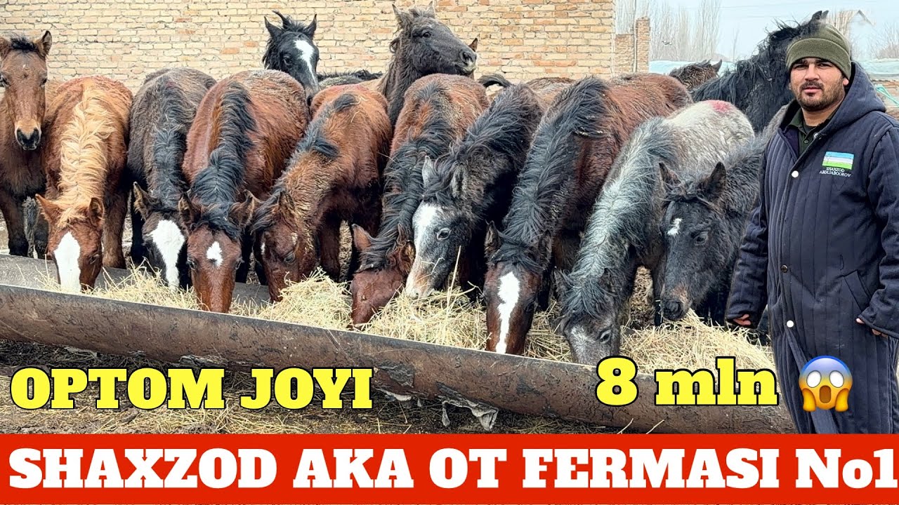 SHAXZOD AKA TOYLARI SOTILADI 1-QO’L OPTOM NARXDA 8 mlndan BOSHLANADI