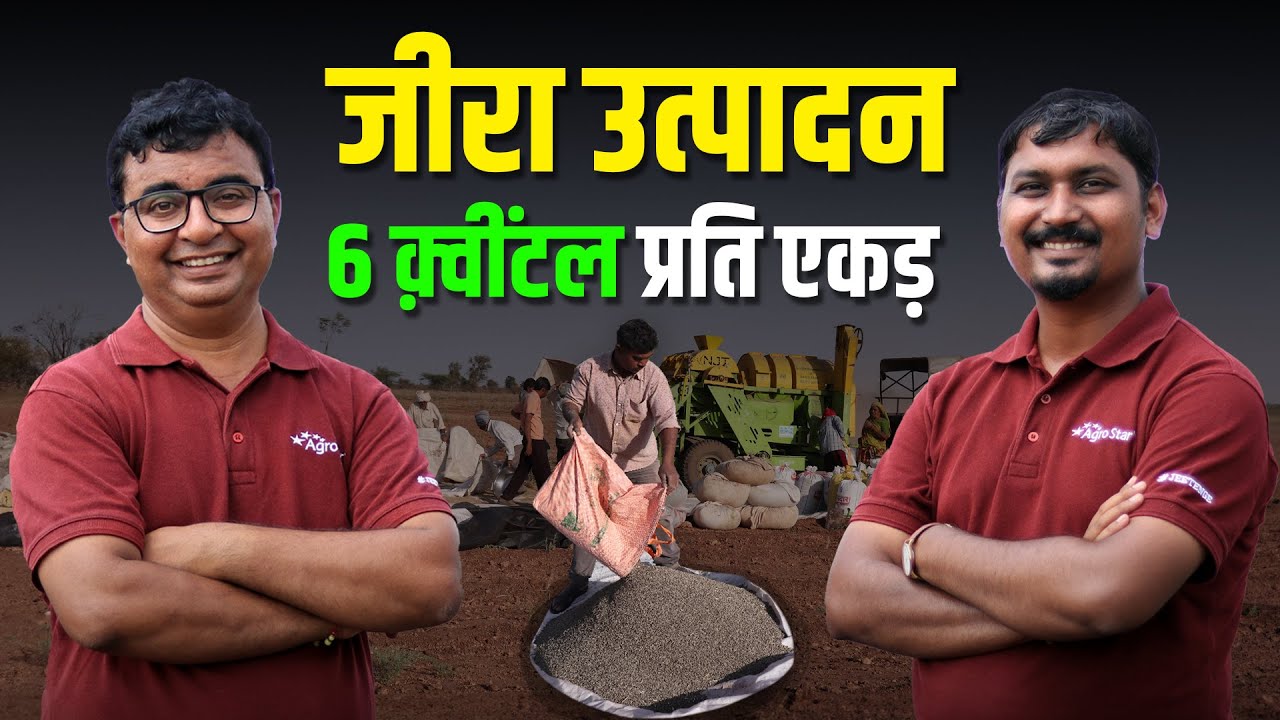 Jeera ki kheti में 100% सफलता कैसे पाएं | jira ki kheti kaise karen #agrostar #cumine #jeera