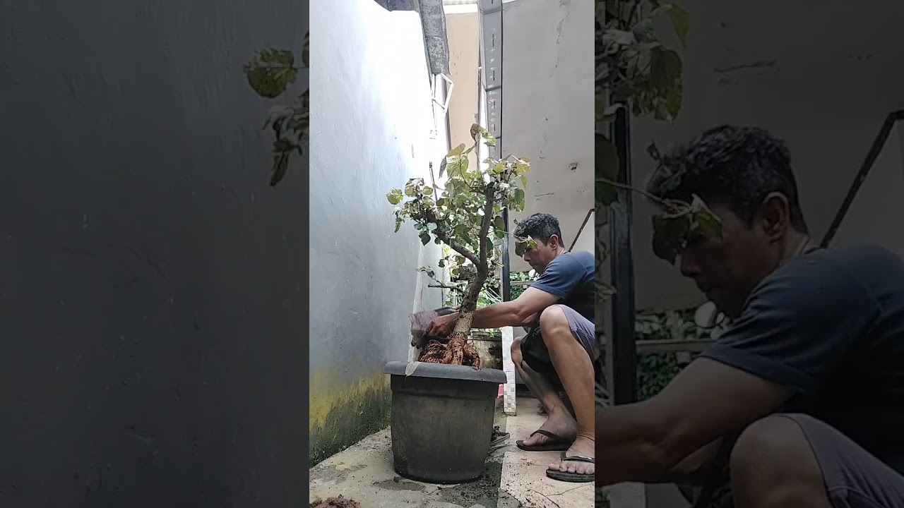🌳 “Dari tanah bebas, pindah ke pot penuh cerita.”🪴🌿 “Pelan-pelan, waru jadi koleksi.”#SaungCiliwung 