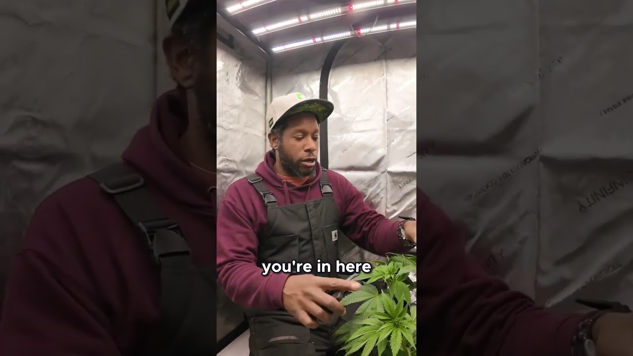 Trimming Fan Leaves  The Right Way! #indoorgrowing