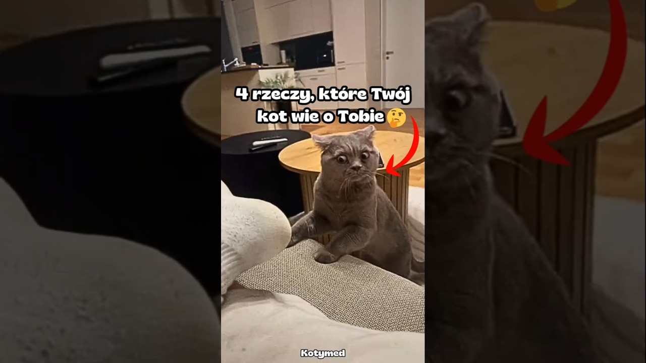 4 rzeczy, kt&oacute;re Tw&oacute;j kot wie o Tobie 🐈&zwj;⬛