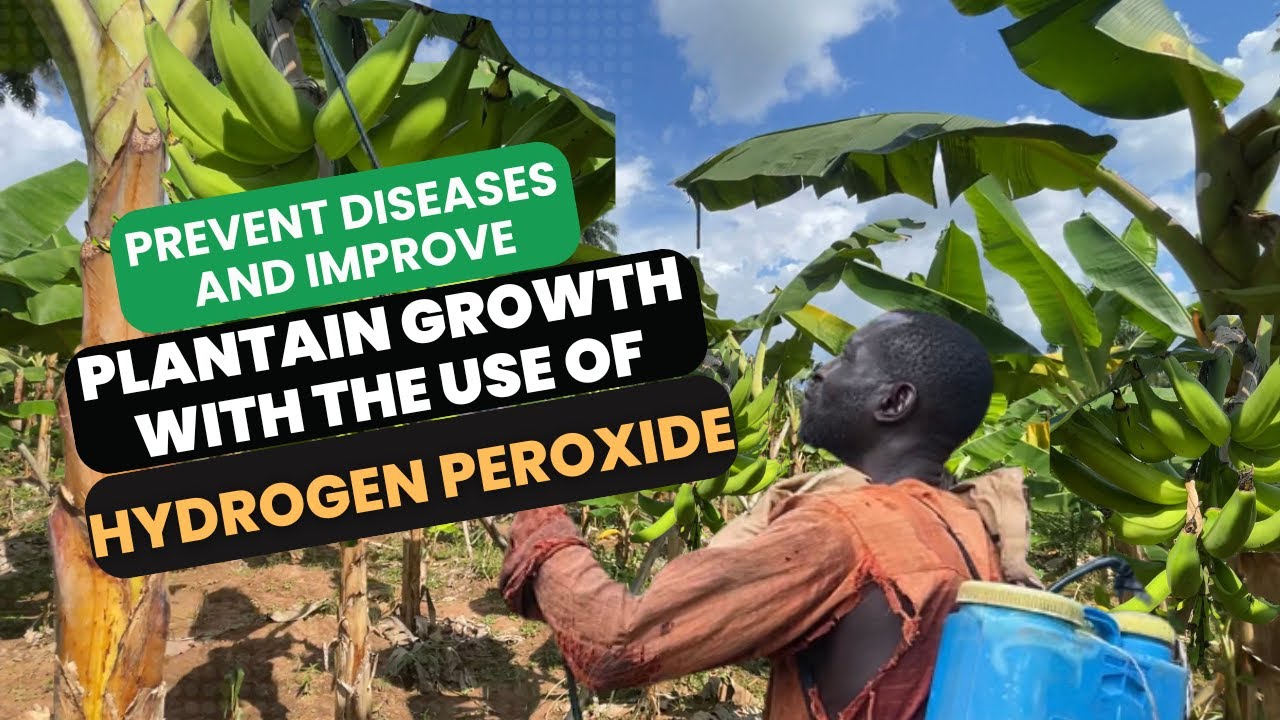 PREVENT FUNGAL DISEASES & IMPROVE PLANTAIN GROWTH WITH HYDROGEN PEROXIDE/ More Growth, Less Disease/
