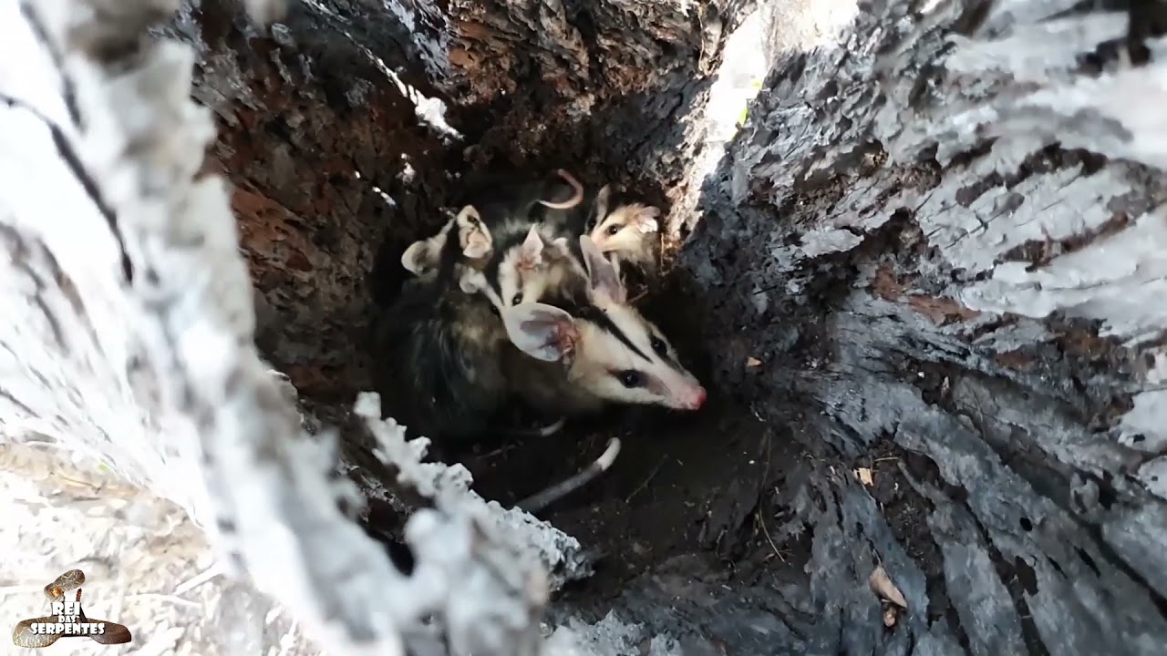 COMO VIVE OS GAMBÁS EM SEUS HABITAT, REI DAS SERPENTES