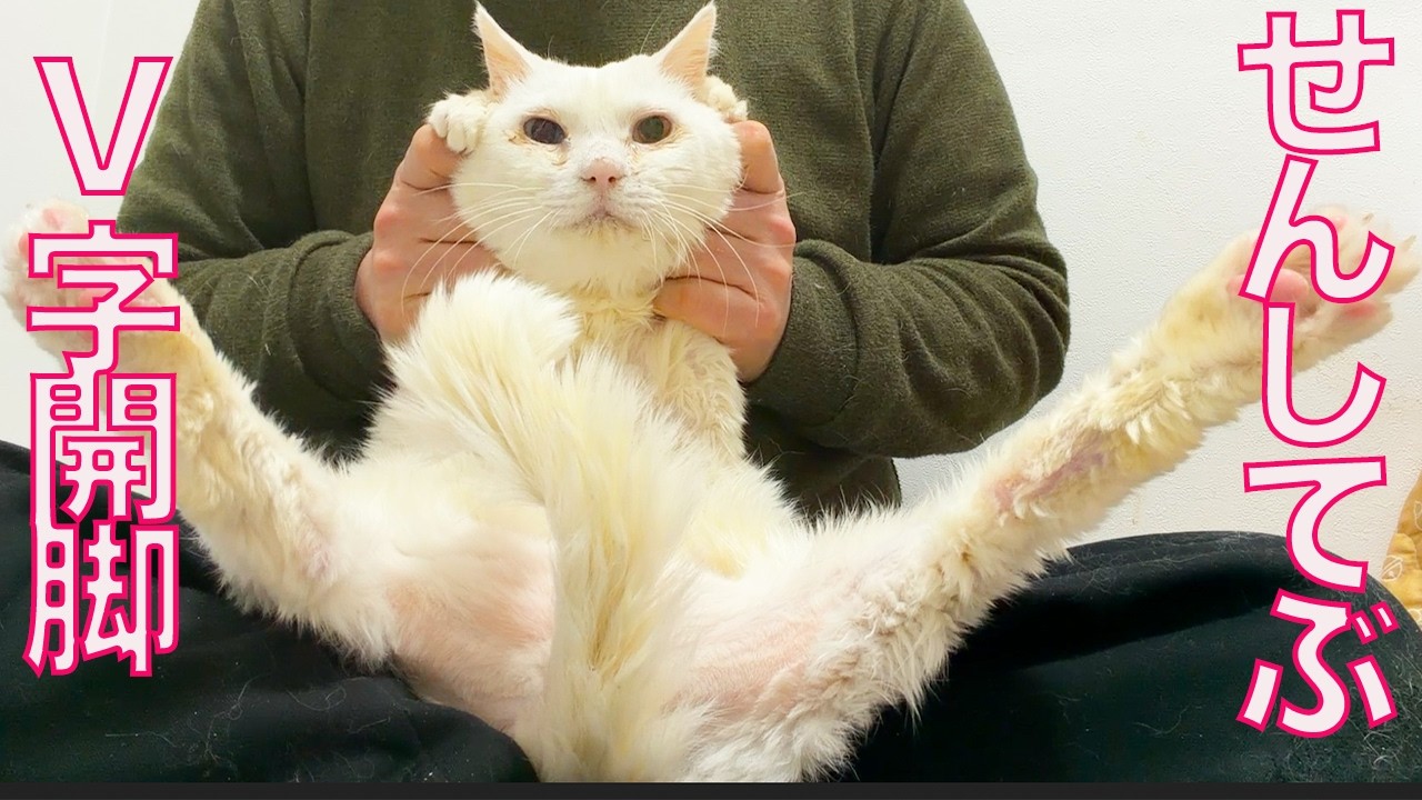 宝石珍獣、毛刈りシャンプー後のせんしてぶV　After shampooing the precious-gem-cat