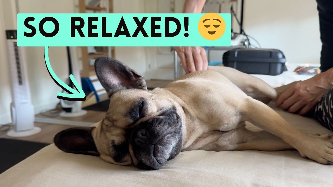 Canine Massage for Anxiety: How I Calmed My Stressed Frenchie