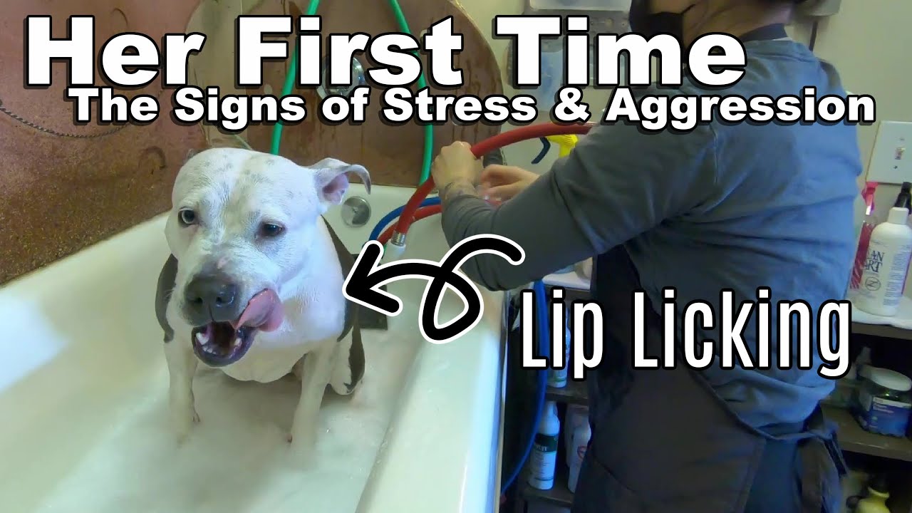 Signs of Aggression | Pitbull's First Bath