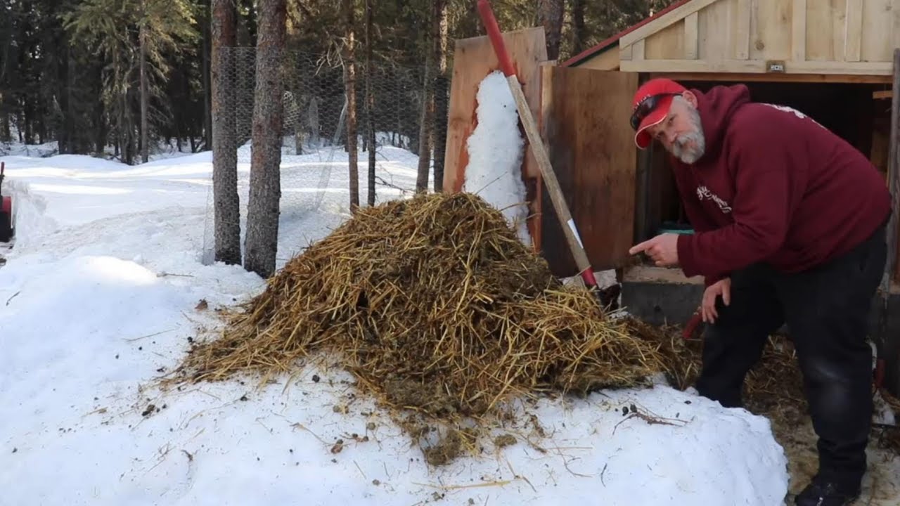 Raising livestock in Alaska