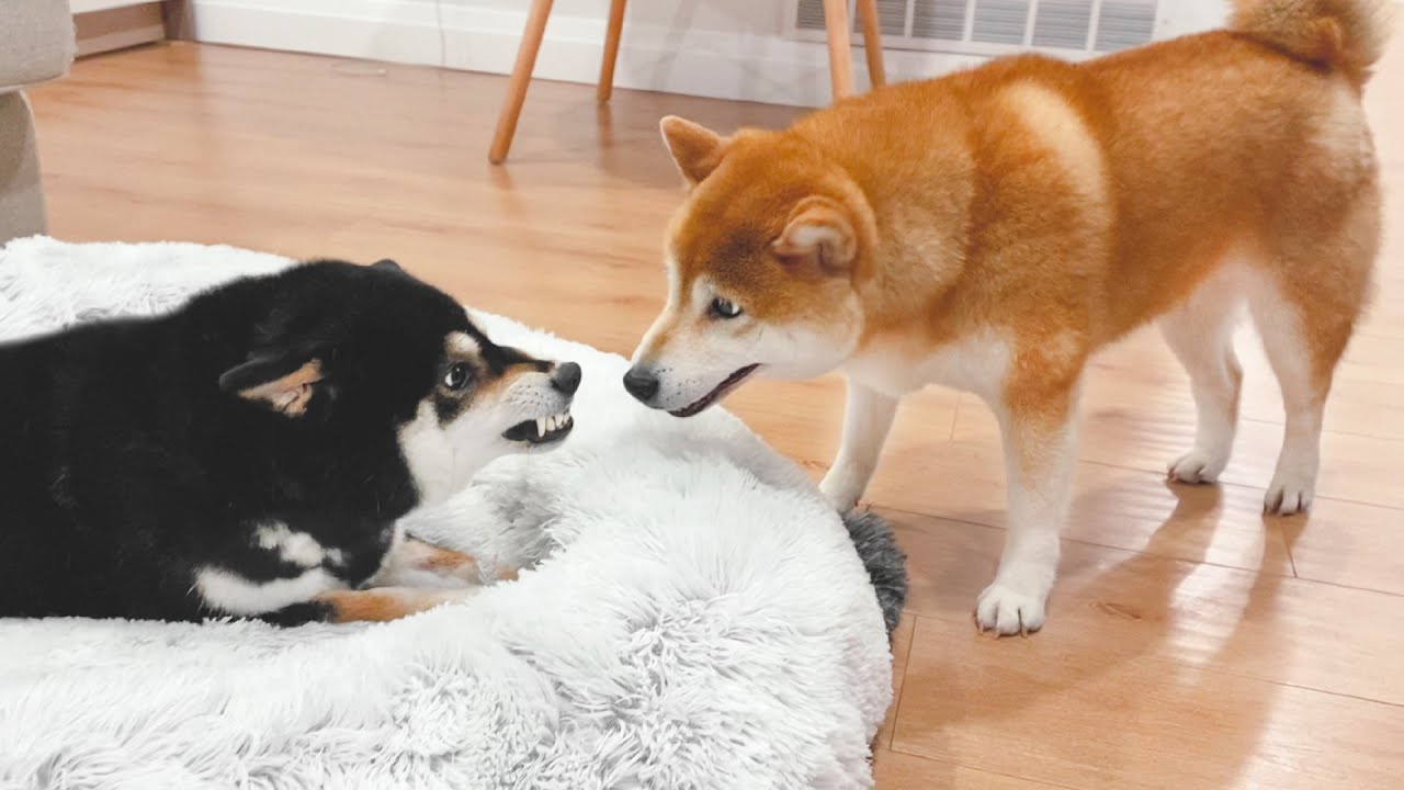 兩隻柴犬吵架，接下來這一幕，讓主人都忍不住笑了！