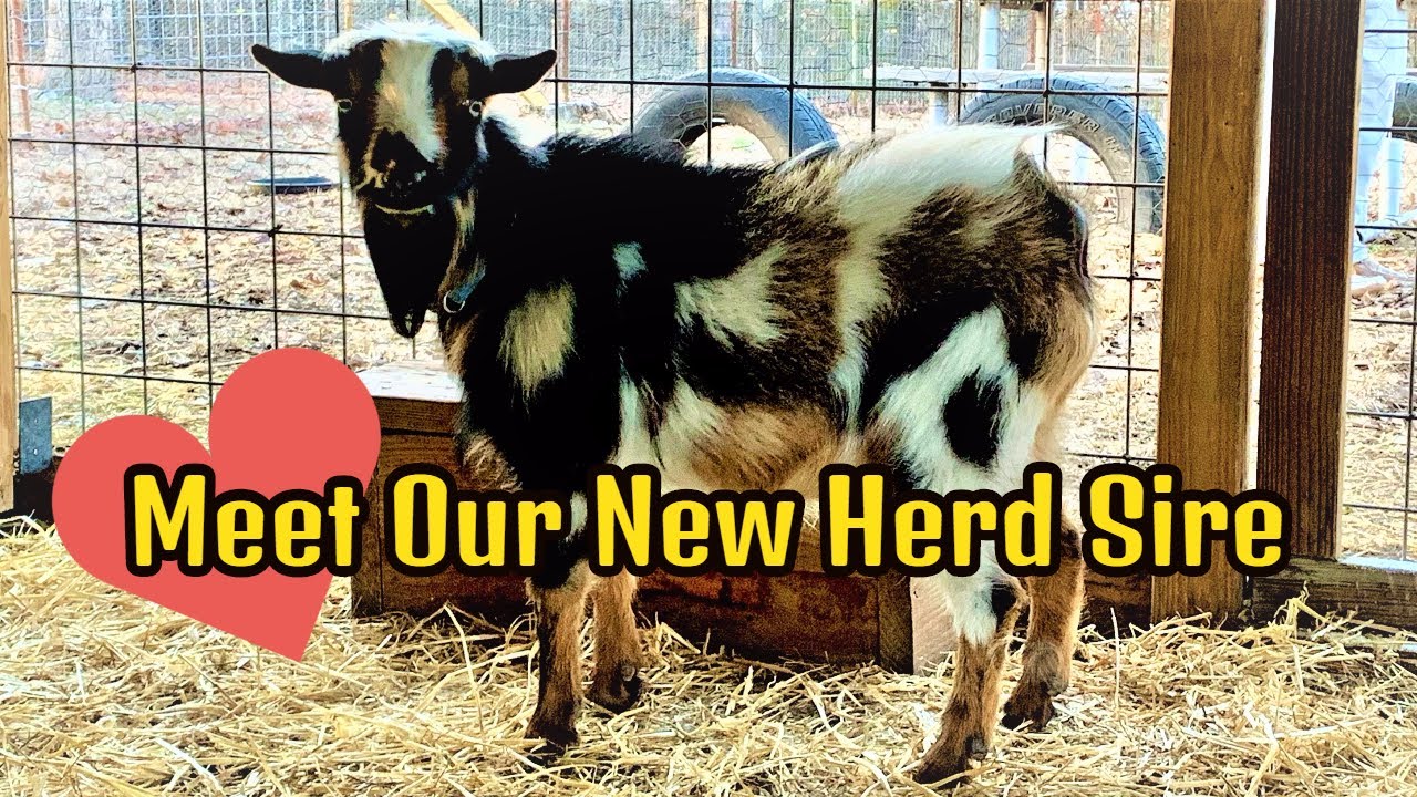 Adding a New Goat Herd Sire / Nigerian Dwarf Goats