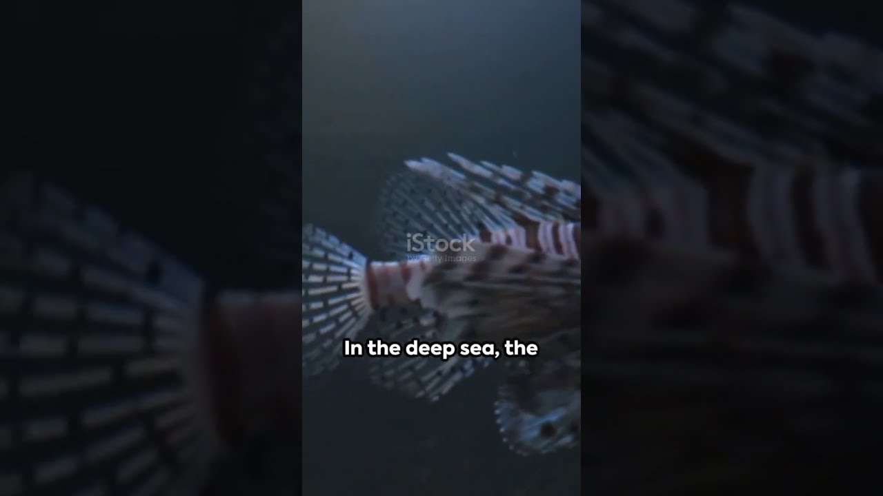 Hatchetfish - Masters of Camouflage #hatchetfish #hatched #fish #ocean #sea
