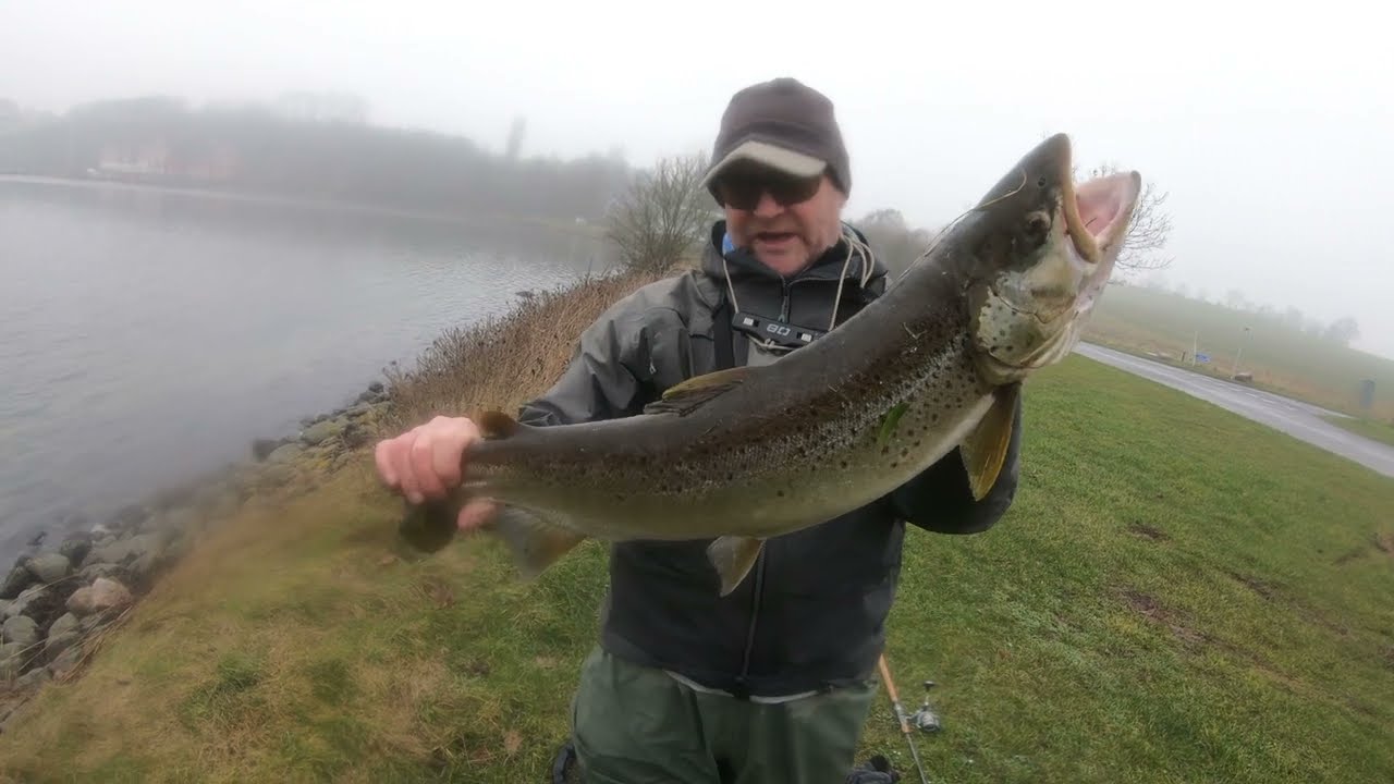 5,3 kg and 76 cm!! Big seatrout from the danish Island Als!