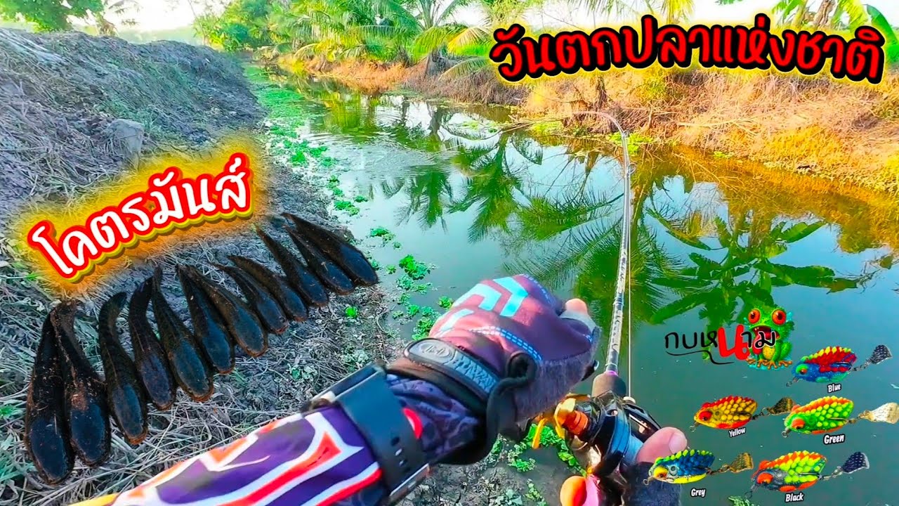 โคตรมันส์...งัดกระจาย!!! #ตกปลาช่อนข้างทาง #กบหนาม