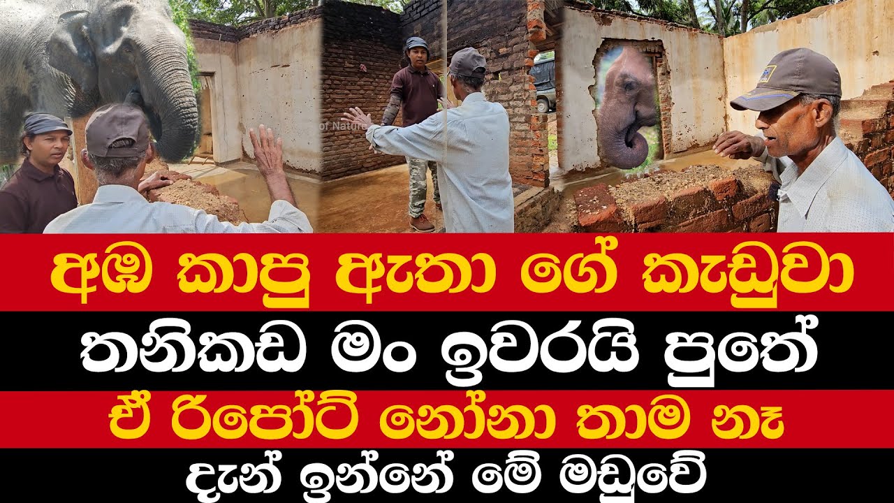 අඹ කාපු ඇතා ගේ කැඩුවා | තනිකඩ මං ඉවරයි පුතේ | දැන් ඉන්නේ මේ මඩුවේ