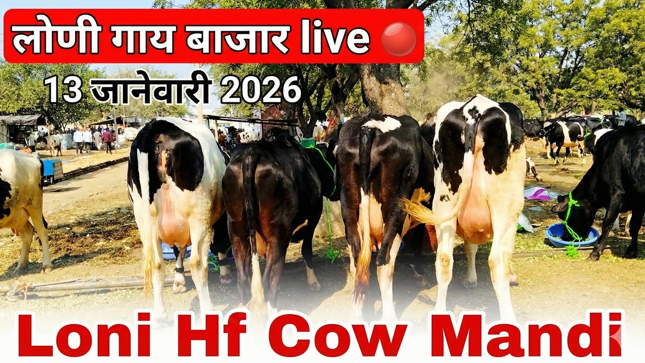 लोणी गाय बाजार live 🔴 13 जानेवारी 2026 || loni gaay bajar #lonimarket #hfcows 