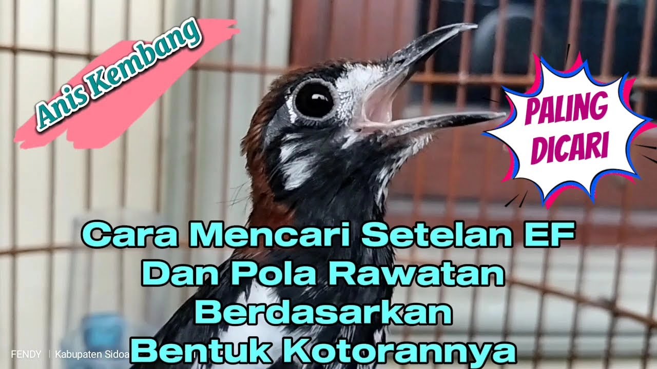 Menemukan Setelan EF dan Pola Rawatan Anis Kembang Berdasarkan Bentuk Kotorannya