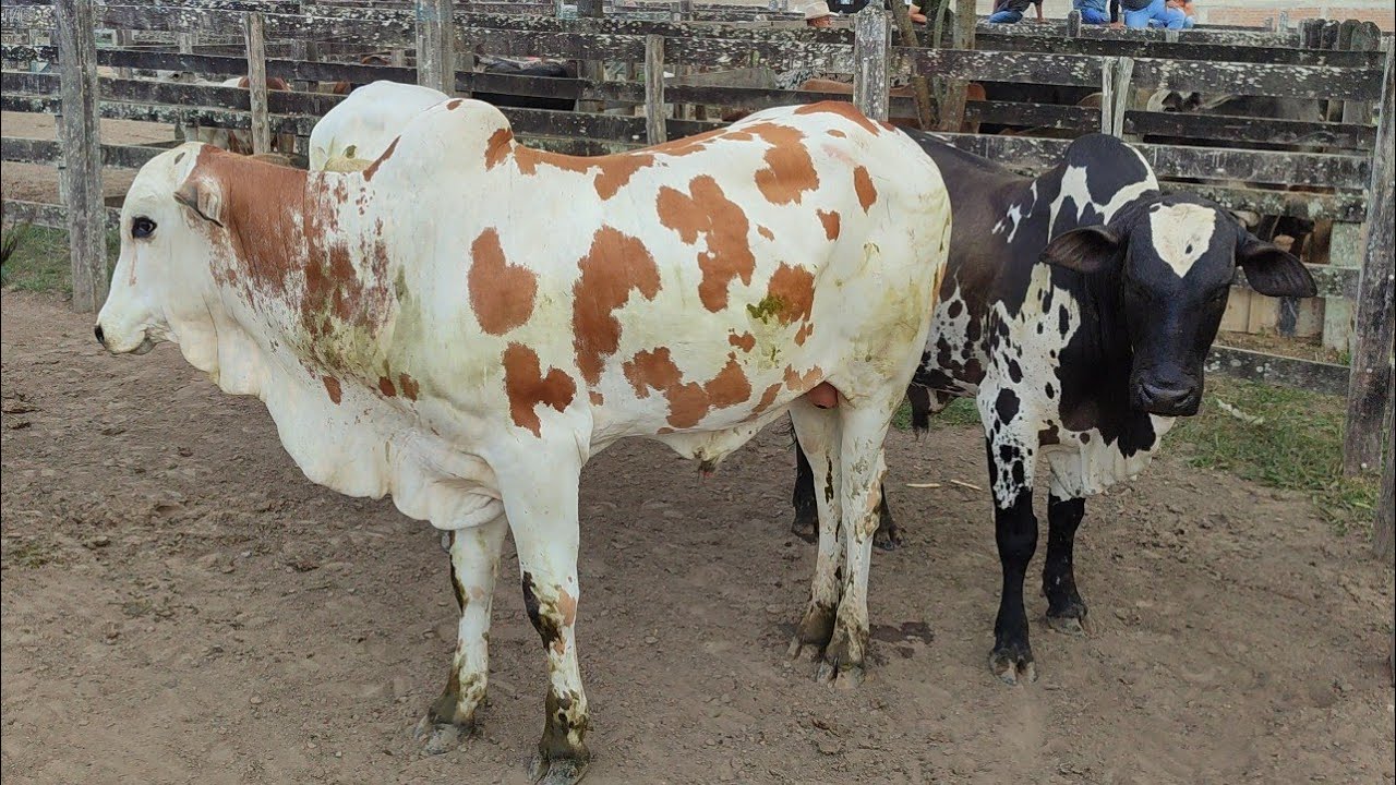 Feira de Gado de São João-PE 24-2-25 