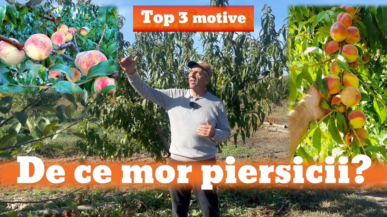 De ce moare piersicul?