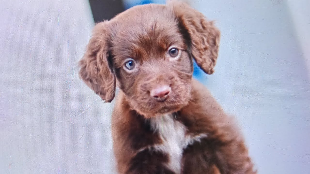We got a puppy... First frosty morning 