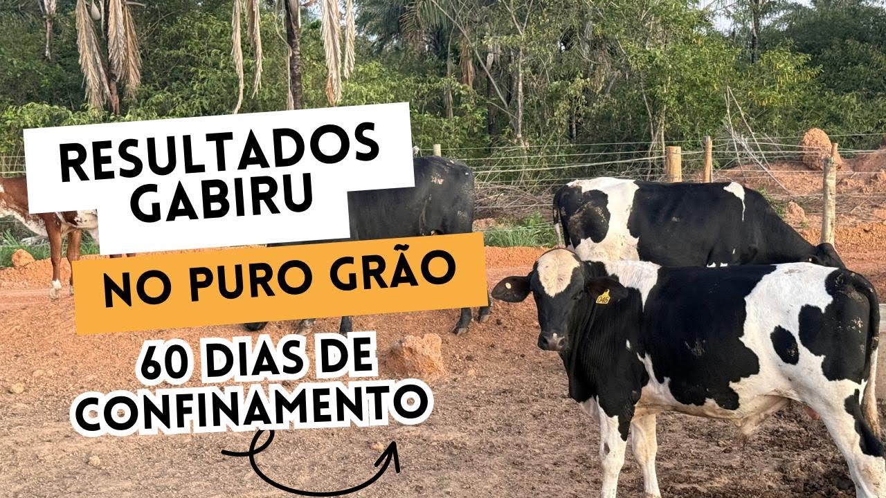 Resultados GABIRU no PURO GRÃO, 60 dias de CONFINAMENTO.