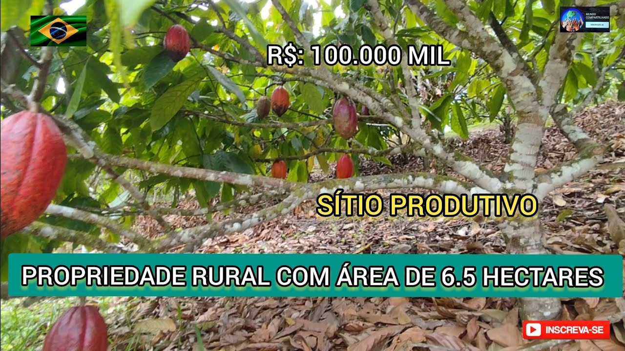 * VENDIDA* Sítio Produtivo,área de 6.5 hectares com 1.5 hectares de cacau,R$: 100.000 MIL Camamu,BA.