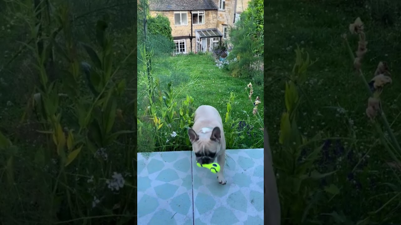 Hilarious French Bulldog Zoomies Collection