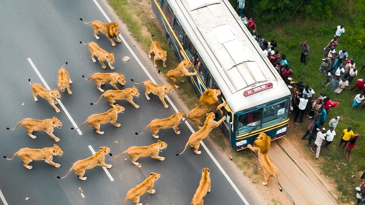 Safari-Reisen, Die Furchtbar Schief Gegangen Sind
