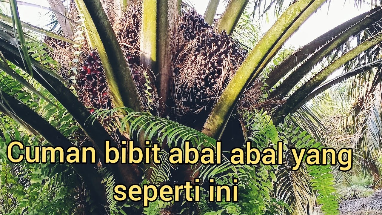 Bibit sawit murah! Pasti abal abal simak fakta ny?
