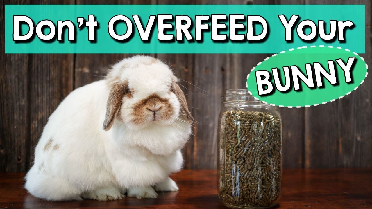 Rabbit Feeding Tips - Don't Overfeed Your Bunny!