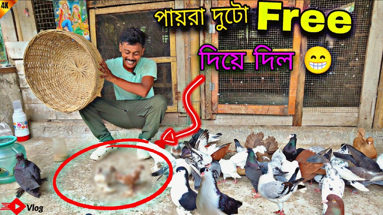 দাদা পায়রা দুটো Free দিয়ে দিল 😁#myworld #petsvlog 