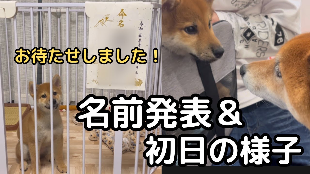 【多頭飼い】新ワンコの名前と、クセ強柴犬オジサンとの初日