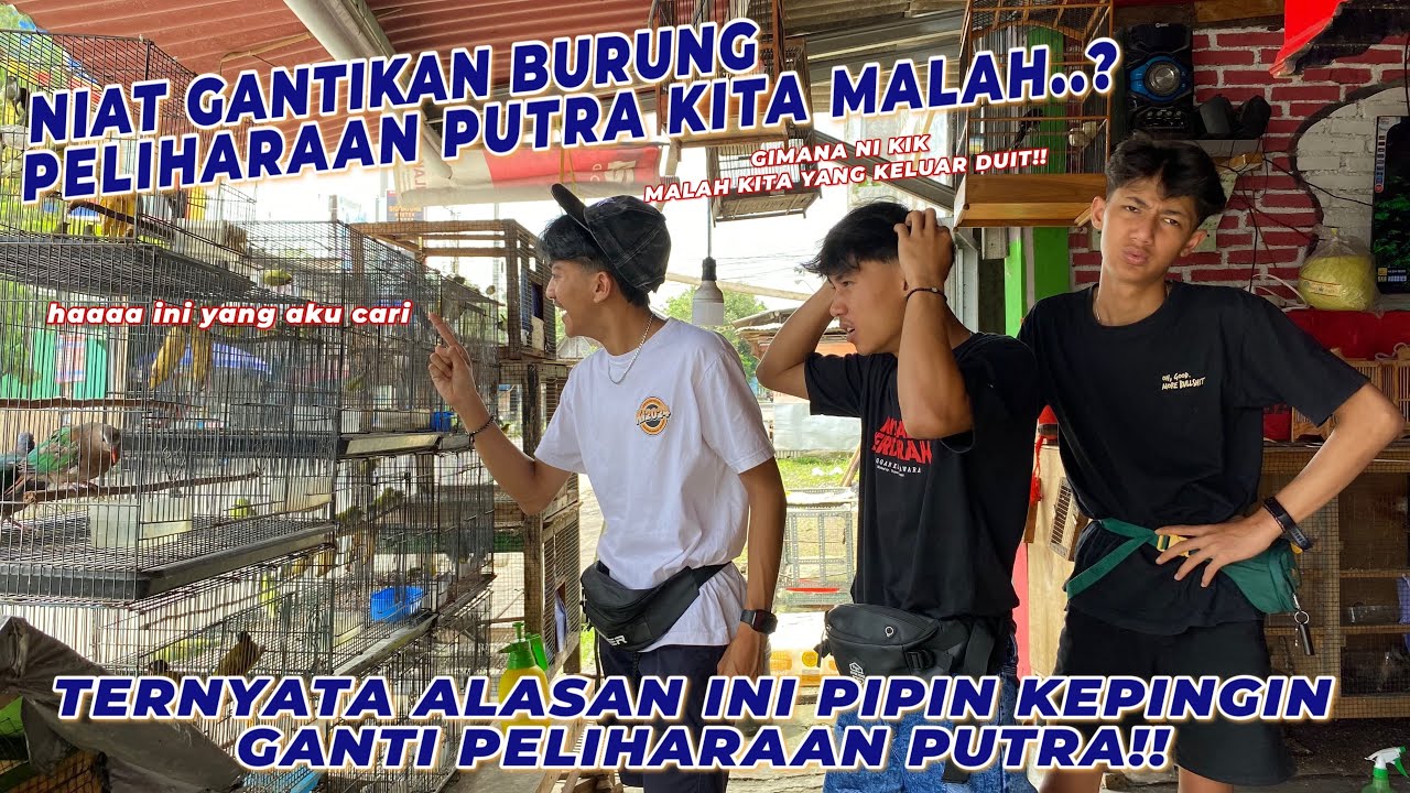 NIAT GANTI PELIHARAAN PUTRA !! TERNYATA INI YANG DI INGINKAN PIPIN.