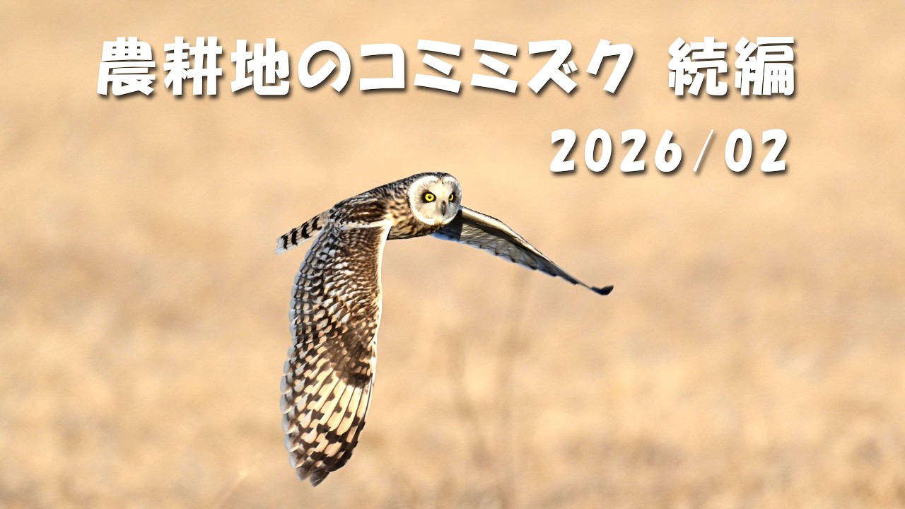 Z9 農耕地のコミミズク 続編 2026/02