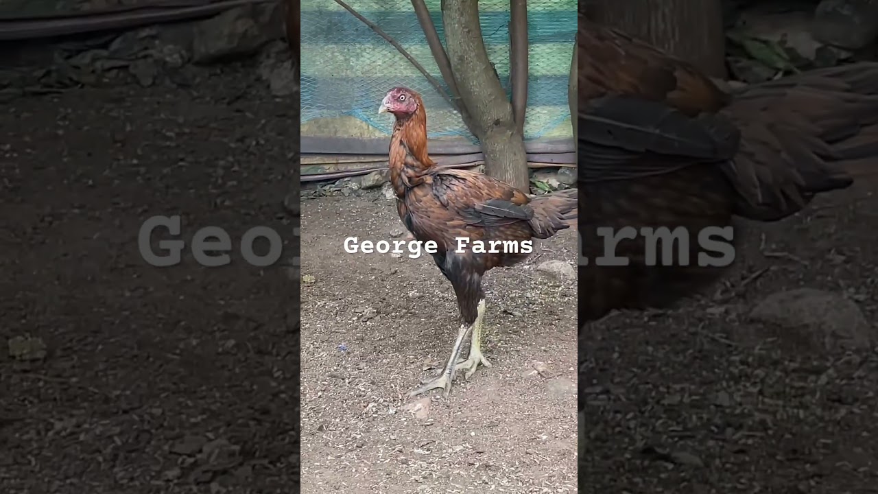 Peru Paccha Kaki working breed No 5 