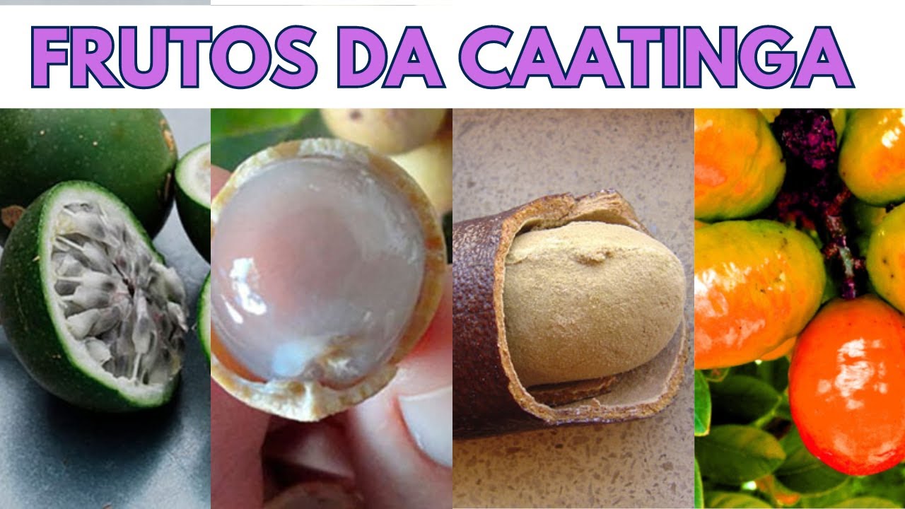 9 FRUTAS NATIVAS DA CAATINGA BRASILEIRA